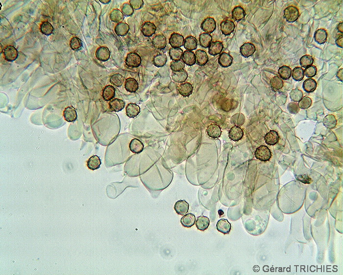 Crosta vellutata - foto 2140 (Tomentella bryophila)